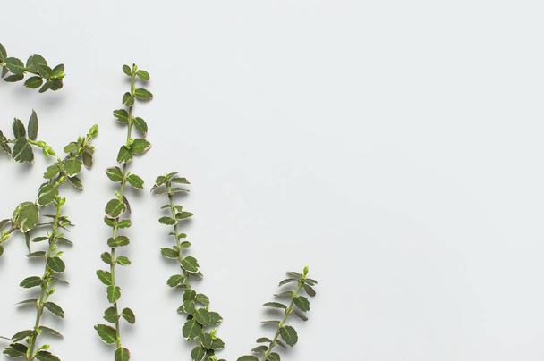 Frühlingsgrüne Zweige von Pflanzen auf grauem Hintergrund von oben flach legen Kopierraum. Zierpflanzenzweig, rustikaler Hintergrund, Zusammensetzung der Blumen. minimalistischer Stil - Foto, Bild