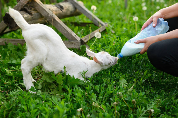 子供の農場でボトル入りミルクを飲む小さな赤ちゃんヤギ - 写真・画像