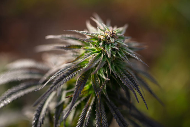 Cannabis oogsttijd marihuana Gefeminiseerde zaden - Foto, afbeelding