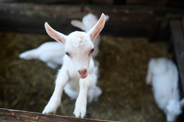 a white baby goat. Beautiful cute baby goat kid - Photo, image