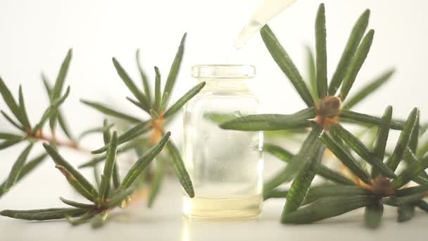 Labrador tea essential oil in  beautiful bottle on White background - Footage, Video