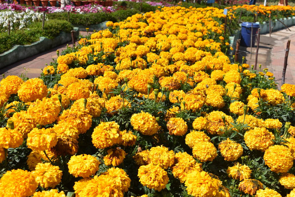 Africké Marigold květiny v květinové show v Kodaikanalu Tamilnadu, Indie - Fotografie, Obrázek