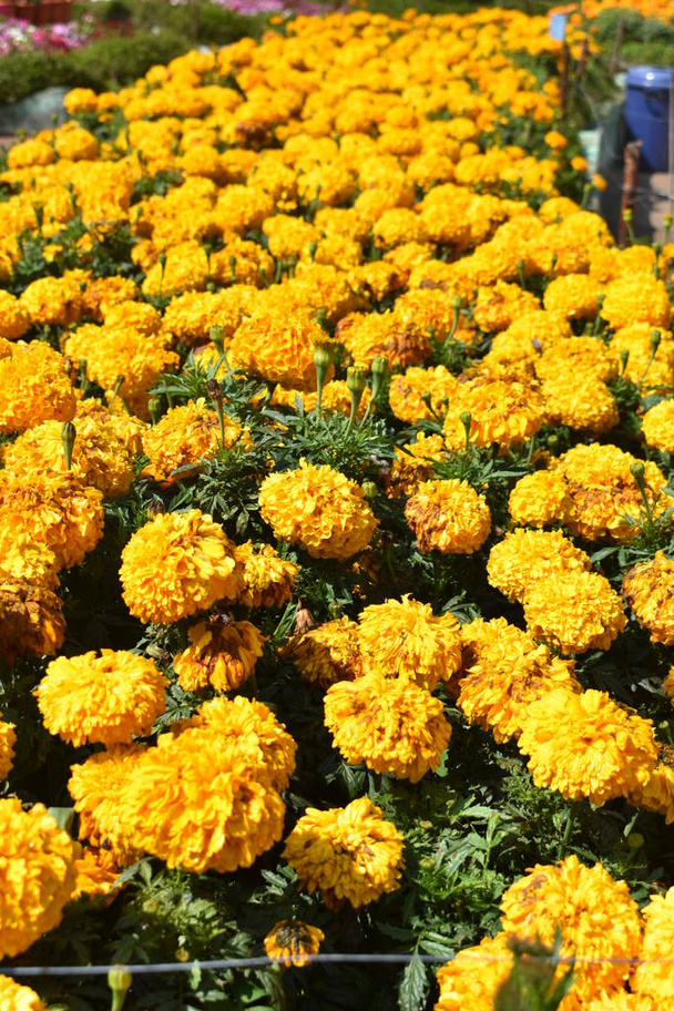 Afrikaanse Goudsbloem bloemen op Flower Show in Kodaikanal Tamil Nadu, Indië - Foto, afbeelding