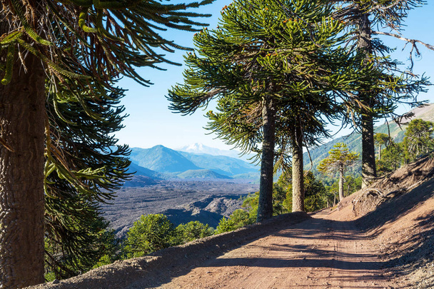 And Dağları, Şili 'deki sıra dışı Araucaria (Araucaria araucana) ağaçları - Fotoğraf, Görsel