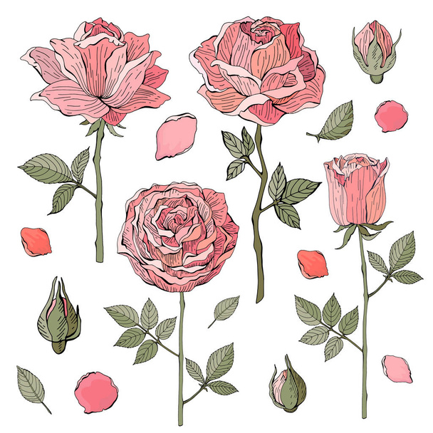 Pink, red rose on white background. Botanical illustration. Vector isolated object. Set leaves, flower, stem, petals. Vintage style. - Vektor, kép