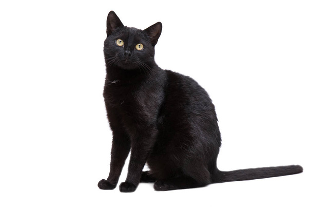 zwarte kat op een witte achtergrond - Foto, afbeelding