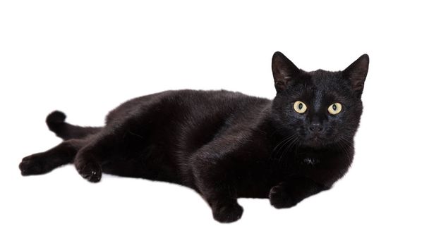 black cat on a white background - Valokuva, kuva