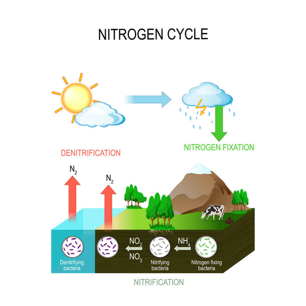 Nitrogen cycle - Vector, Image