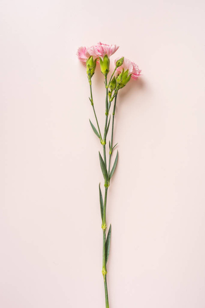 Top view bunch of carnations flowers on pink background - Foto, afbeelding