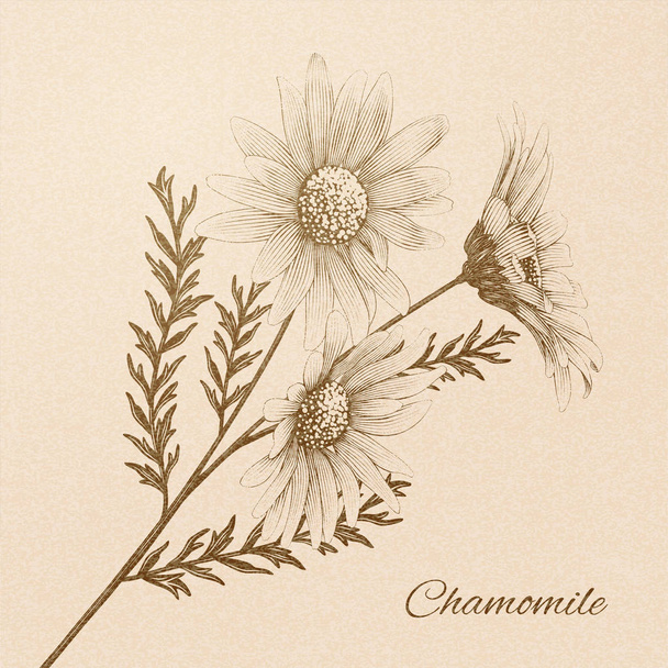 Engraved chamomile flower - Vector, imagen