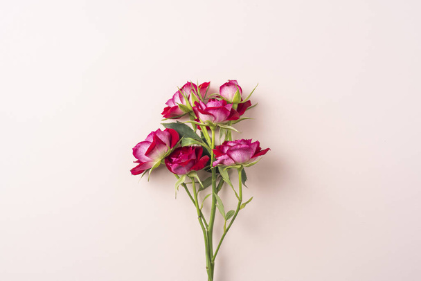 Bunch of red roses on pink background with copy space - Foto, immagini