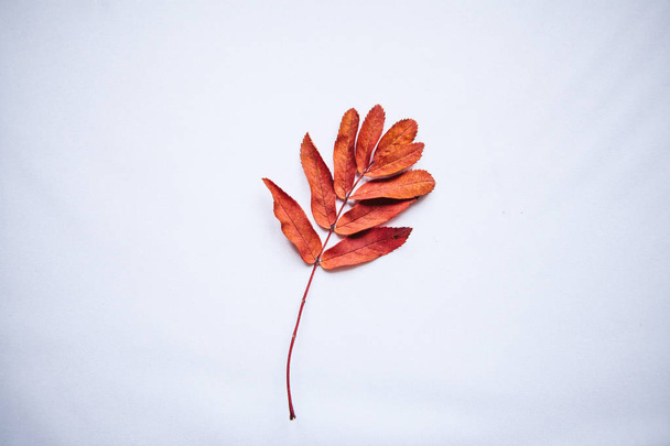 Rowan leaf on a white background. - 写真・画像