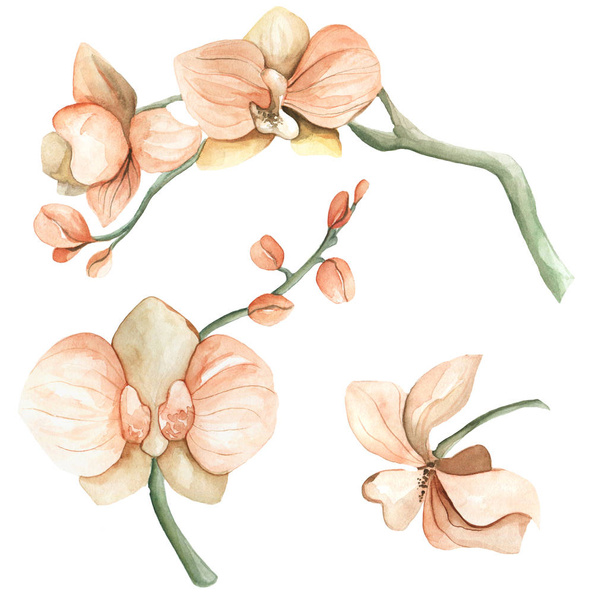 Watercolor set of orchids. Isolated orchids illustration elements.  - Фото, изображение