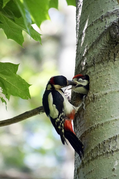      Un pájaro carpintero en su nido en el hueco de álamo alimenta al polluelo. Aves en el bosque. Los primeros días de verano
.                           - Foto, Imagen