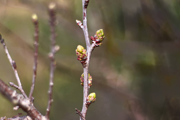 Branch with buds in a bokeh photography - Photo, Image