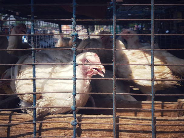 Poulets à griller blancs dans une cage à vendre à la boucherie
 - Photo, image