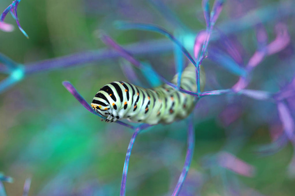 Piękna kolorowa gąsienica na liściu w świetle ultrafioletowym - Zdjęcie, obraz