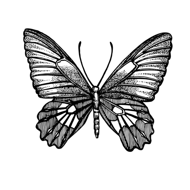 Sylwetki motyli. Ikony motyla na białym tle. Ilustracja graficzna. - Zdjęcie, obraz