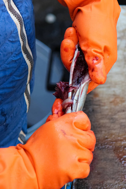 Fishmongers handen in oranje handschoenen trekken de Roe en lef uit een kleine vis. Het gutting is een noodzakelijk onderdeel van de visverwerking. Gefotografeerd op de Siciliaanse vismarkt in Catania, Italië - Foto, afbeelding