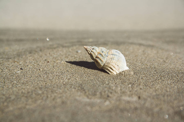 砂浜の貝殻。夏の背景。スペースをコピーします。バナーとして使用可能 - 写真・画像