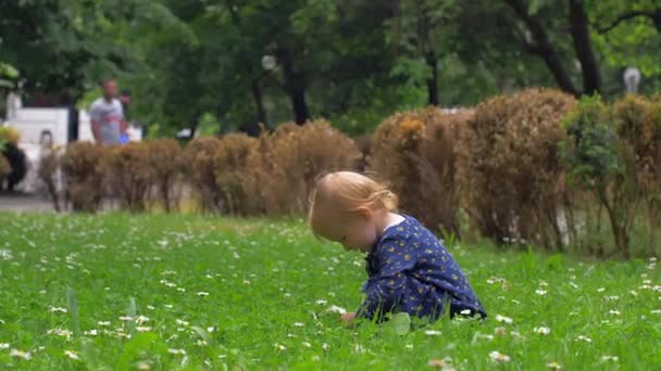 Маленька блондинка грає серед ромашок
 - Кадри, відео