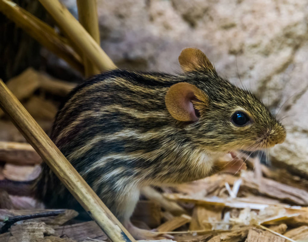 κοντινό πορτρέτο ενός Μπαρμπαρά ριγέ ποντίκι γρασίδι, δημοφιλές τροπικό τρωκτικό από την Αφρική, μικρά χαριτωμένα κατοικίδια ζώα - Φωτογραφία, εικόνα