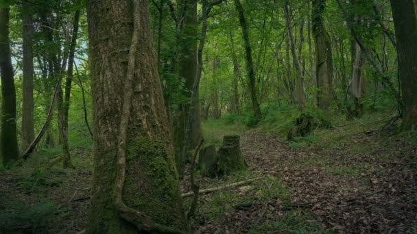 Wiejskie leśne ścieżki ruchome strzał - Materiał filmowy, wideo