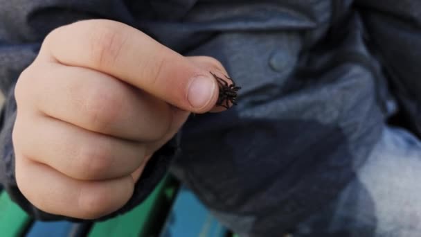 Bir çocuğun elinde siyah örümcek. - Video, Çekim