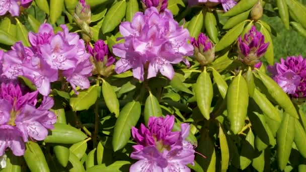 Close-up van de Rhododendron bloem bloeit op groene gras achtergrond. Mooie achtergronden. - Video