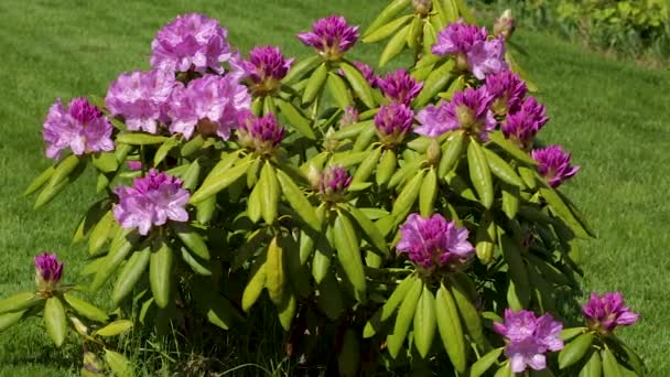 Close up view of rhododendron flower blooming on green grass background. Beautiful backgrounds. - Footage, Video