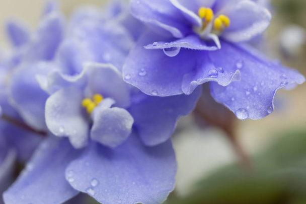 flores violetas. fondo floral en púrpura
. - Foto, Imagen