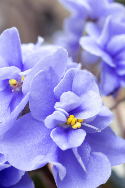 violet flowers. floral background in purple. - Zdjęcie, obraz