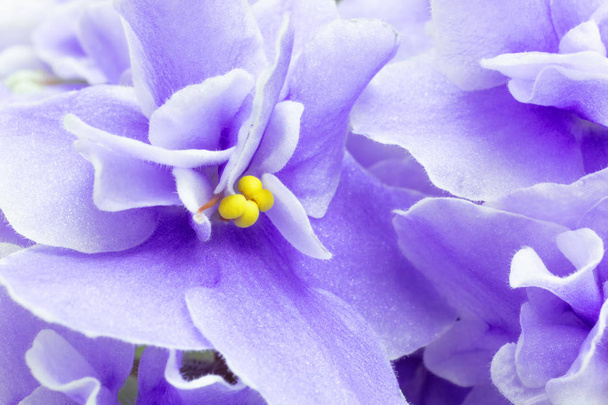 violet flowers. floral background in purple. - Foto, Imagen