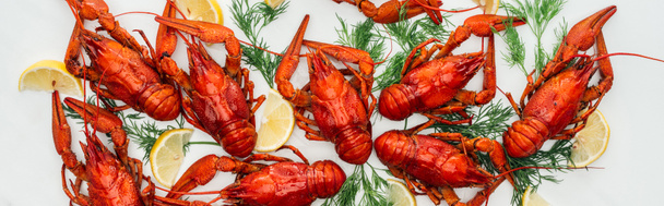 panoramic shot of red lobsters, lemon slices and green herbs on white background - Foto, imagen