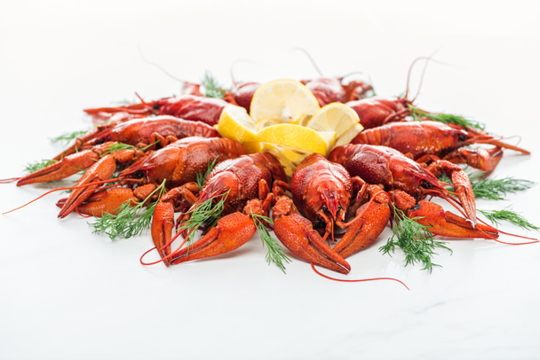 red lobsters, lemon slices and green herbs on white background - Фото, изображение