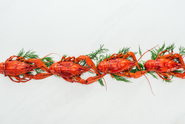 felülnézet a vörös homár és a zöld gyógynövények fehér alapon - Fotó, kép