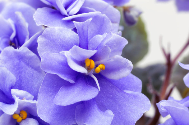fleurs violettes. Fond floral abstrait flou en violet
. - Photo, image