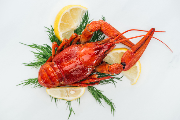 top view of red lobster on lemon slices, herbs and white background - Фото, изображение