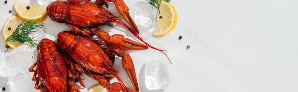 panoramic shot of red lobsters, peppers, lemon slices and green herbs with ice cubes on white background - Photo, Image