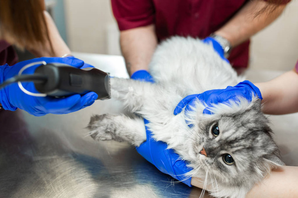 Young female anesthetist, a veterinarian, cuts her paw with a typewriter before inserting a catheter into a cat before surgery. An assistant is holding a cat. Vet clinic. Preparing a cat for surgery - Photo, image