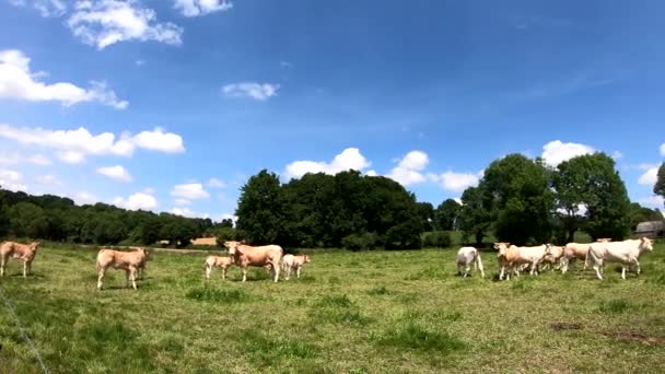 stada białych krów w trawie - Materiał filmowy, wideo
