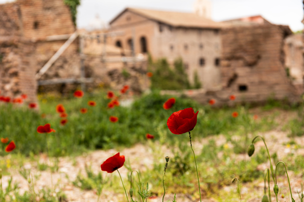 foco seletivo de papoilas vermelhas e grama verde perto de edifícios em roma, itália
 - Foto, Imagem