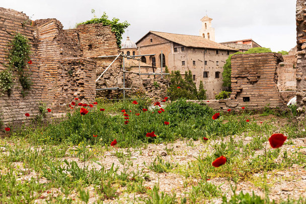 ROME, ITALY - JUNE 28, 2019:  red poppies and green grass near old buildings in rome, italy - Φωτογραφία, εικόνα