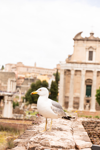  seagull in front of old buildings looking away in rome, italy - Foto, imagen