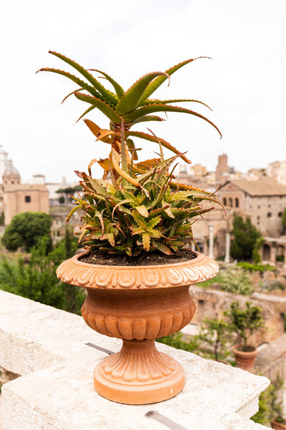 aloe vera in flowerpot in front of old buildings in rome, italy - Photo, Image