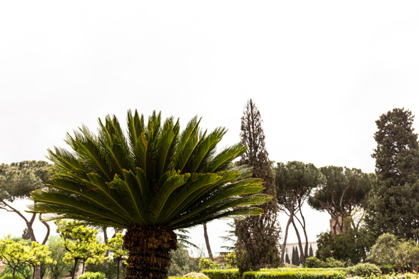 groene bomen en struiken onder de hemel in Rome, Italië - Foto, afbeelding