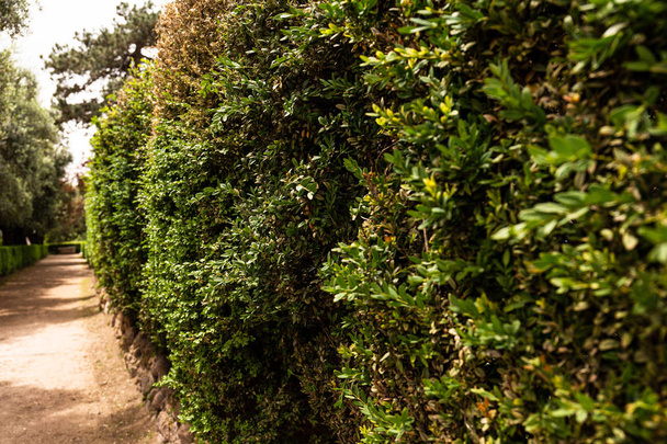 selective focus of green bushes in sunny day in rome, italy - Foto, afbeelding