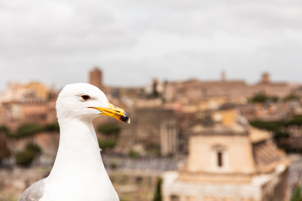 white seagull in front of buildings in rome, italy - Zdjęcie, obraz