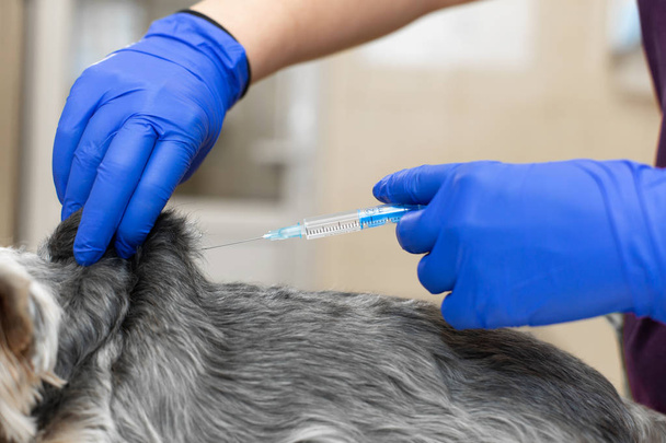 Doctor veterinarian vaccinates a small dog in a veterinary clini - Valokuva, kuva