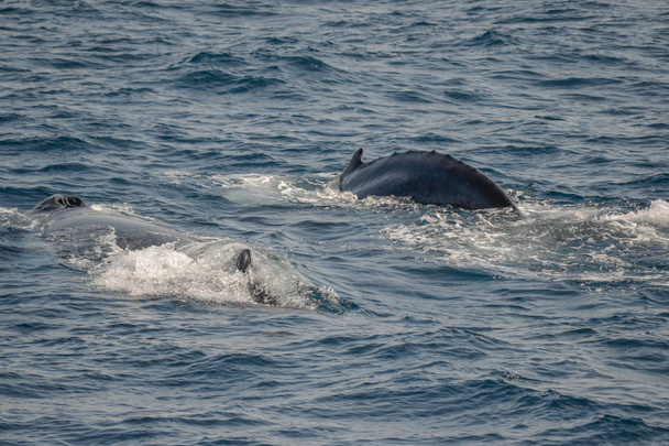 belo close up foto shootong de baleias jubarte na Austrália
 - Foto, Imagem